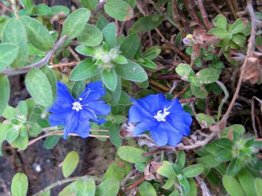 Evolvulus pilosus 藍星花