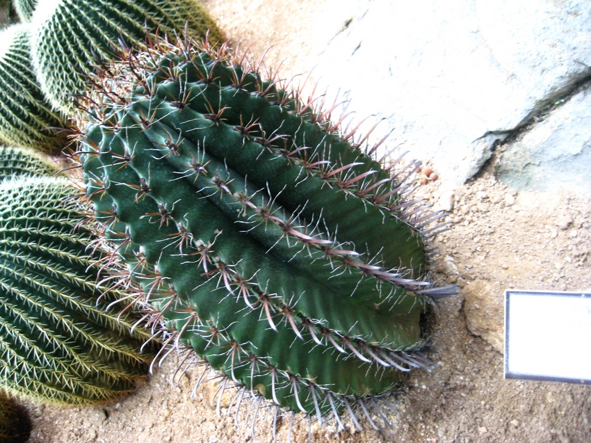 Ferocactus horridus 巨鷲玉