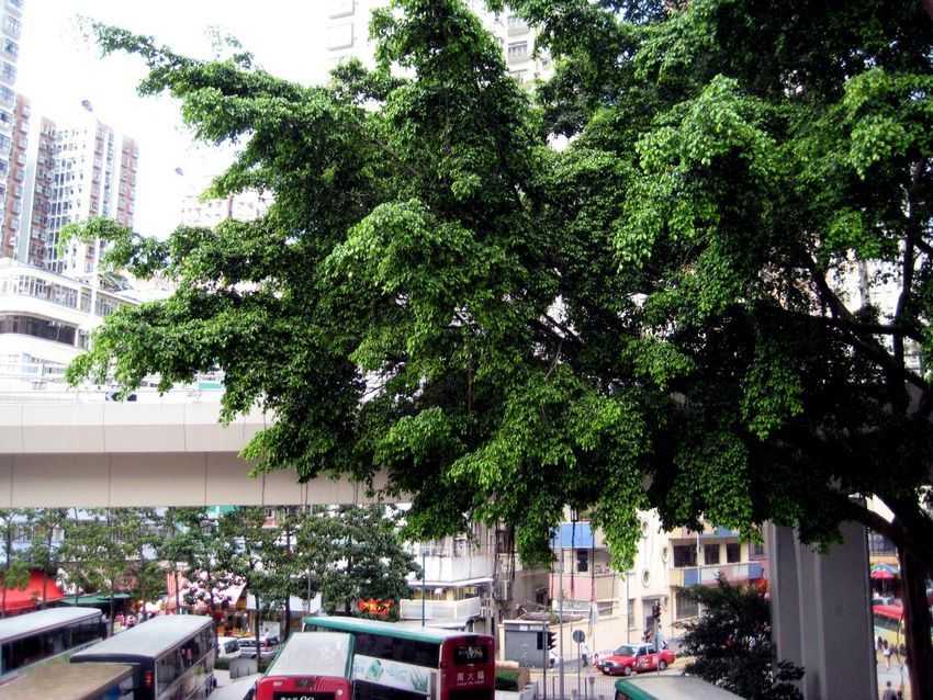 Ficus benjamina 垂葉榕