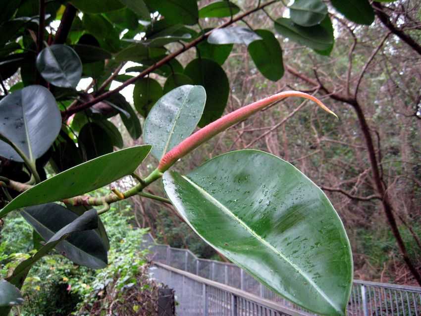 Ficus elastica 印度橡樹