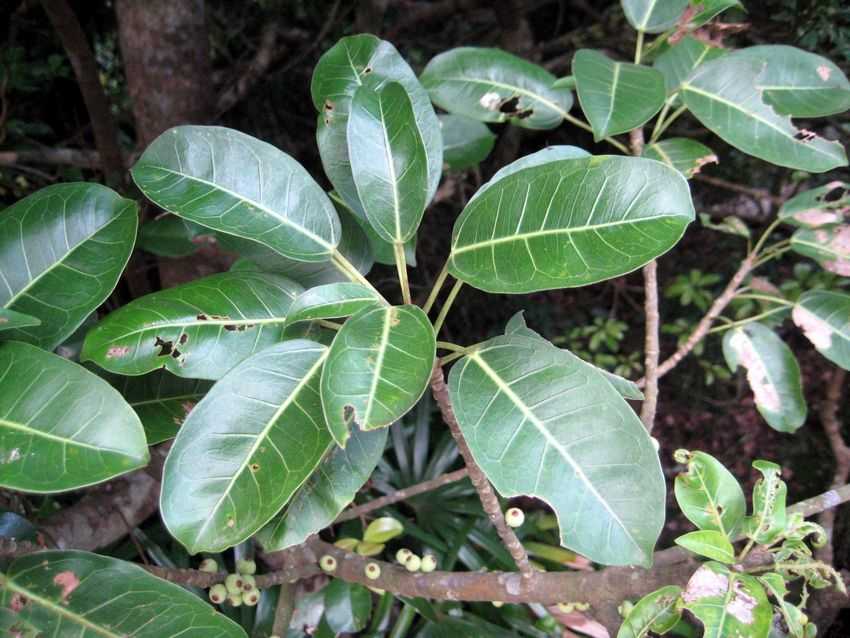 Ficus superba v japonica 筆管榕