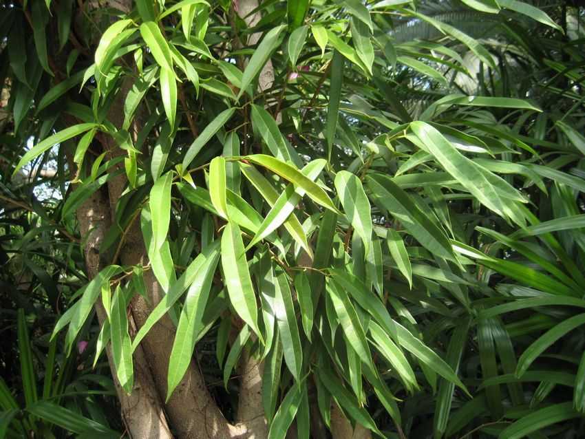Ficus longifolia 長葉榕