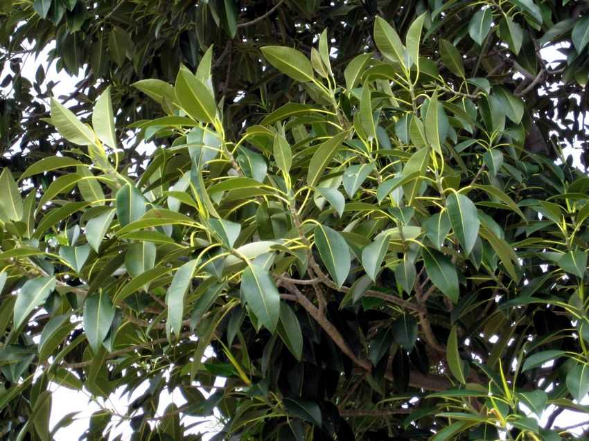 Ficus macrophylla 澳洲大葉榕