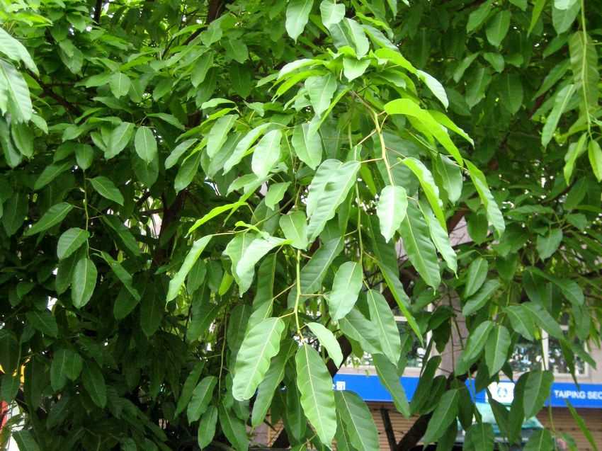 Ficus virens v. sublanceolata 黃葛樹
