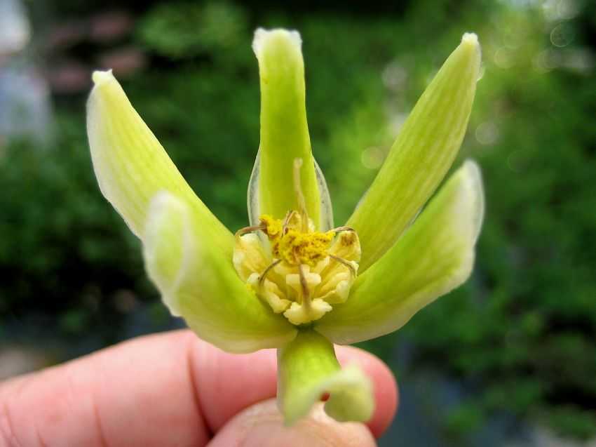 Furcraea selloa var. marginata 黃邊萬年蘭