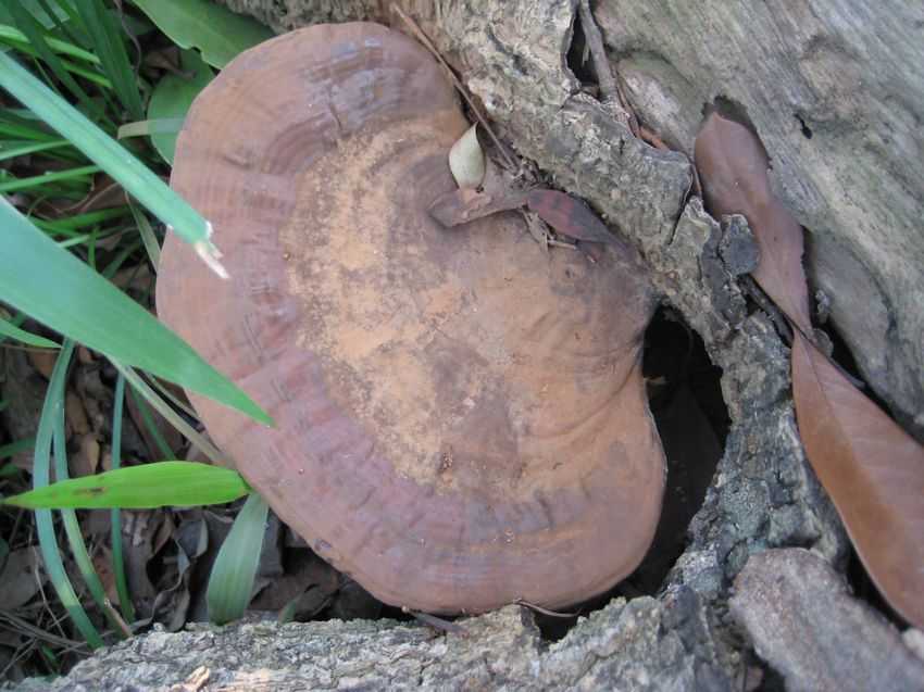Ganoderma applanatum 樹舌靈芝