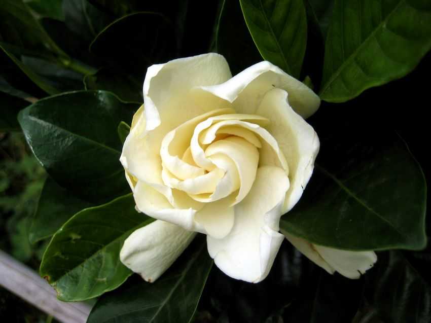 Gardenia augusta 茉莉梔子