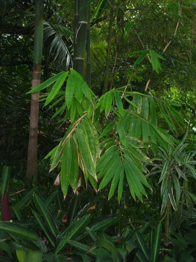 Gigantochloa levis 菲律賓巨草竹