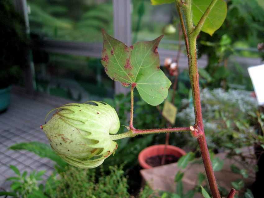 Gossypium arboreum 棉花