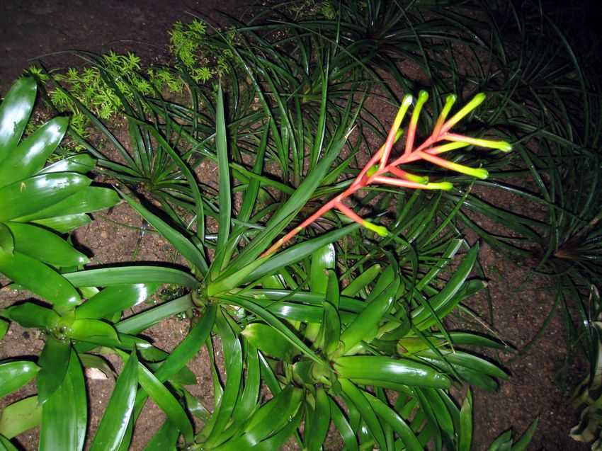 Guzmania dissitiflora 疏花擎天鳳梨