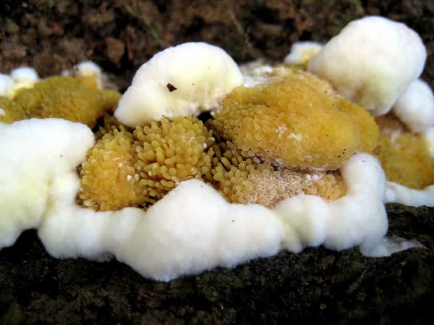 Gyrodontium versicolor 變色圓齒菌