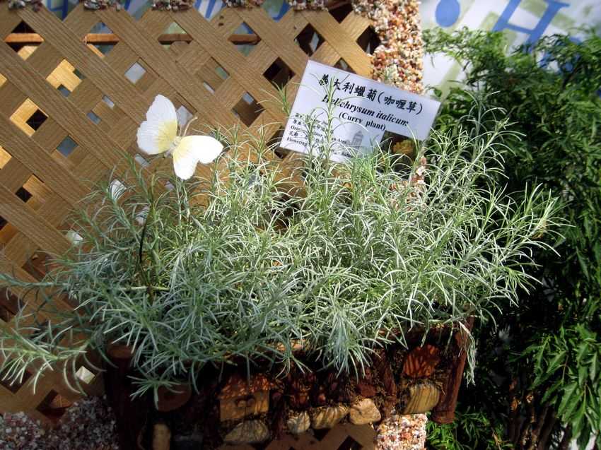 Helichrysum italicum 意大利蠟菊