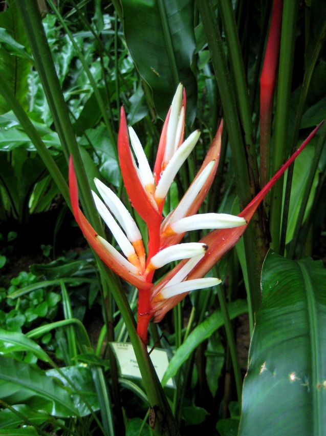 Heliconia angusta 'Red Christmas' 聖誕紅赫蕉