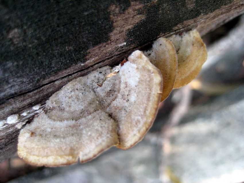 Hexagonia apiaria 毛蜂窩菌