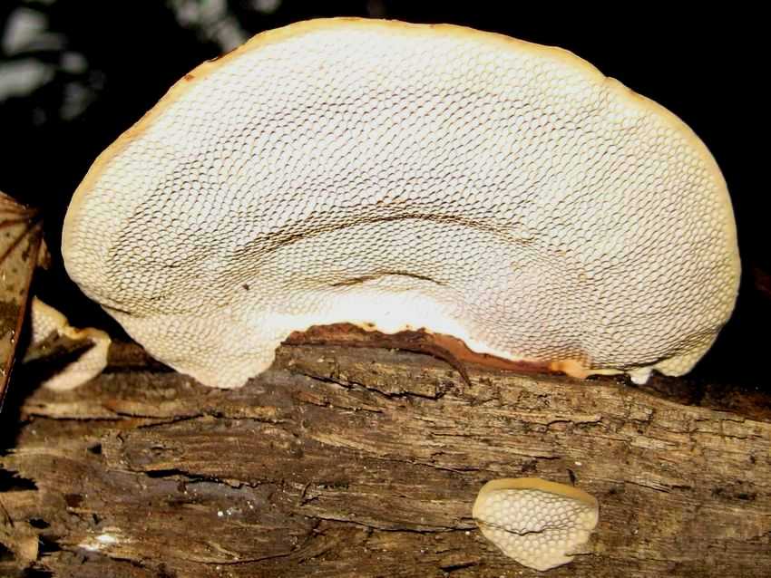 Hexagonia tenuis 薄邊蜂窩菌