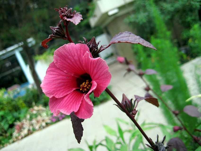 Hibiscus acetosella 紅葉槿