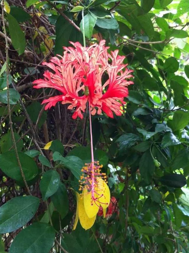 Hibiscus schizopetalus 吊燈花