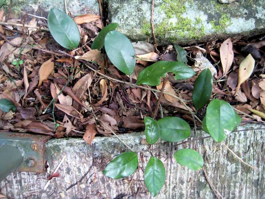 Hoya carnosa 球蘭