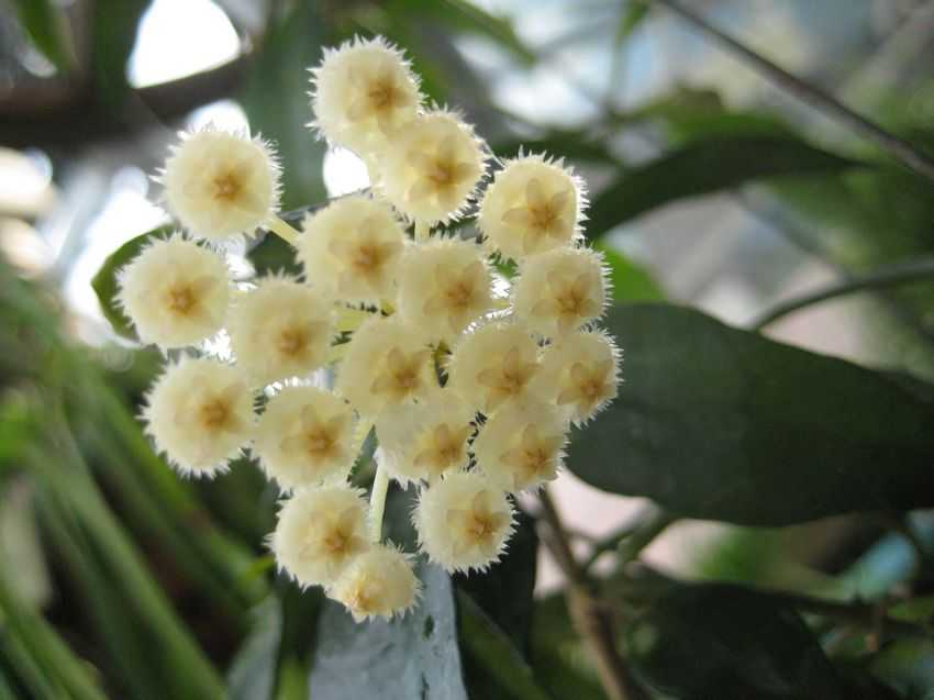 Hoya lacunosa 裂瓣球蘭