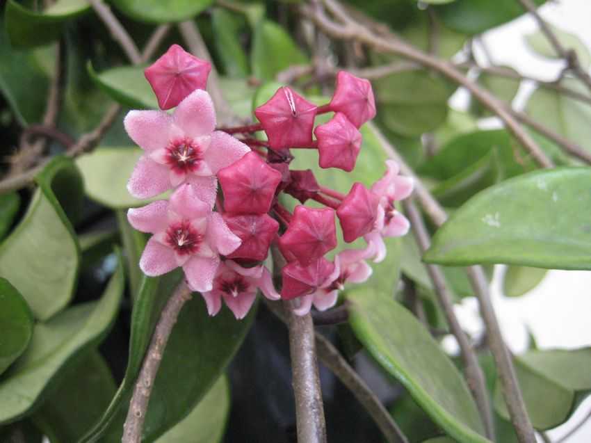 Hoya purpureo-fusca 毬蘭