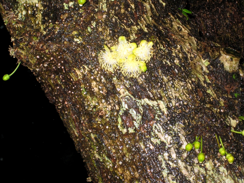 Hydnocarpus anthelminthica 泰國大風子