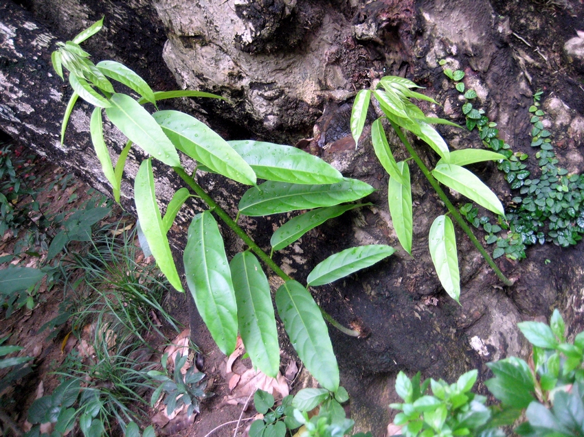 Hydnocarpus anthelminthica 泰國大風子