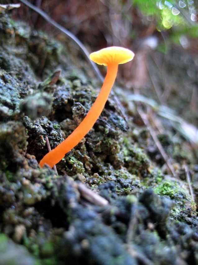 Hygrocybe aurantia 橙黃濕傘