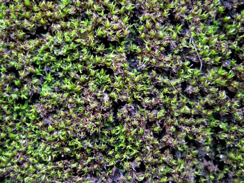 Hyophila involuta 卷葉濕地蘚