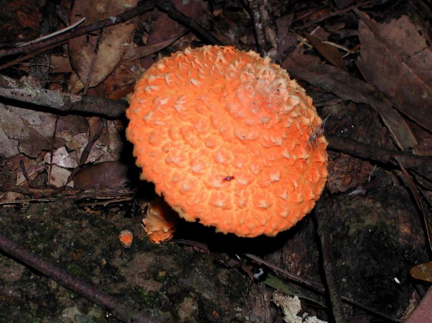 Hypholoma cinnabarinum 橙紅垂幕菌