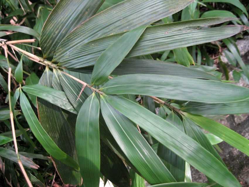 Indocalamus longiauritus 箬葉竹