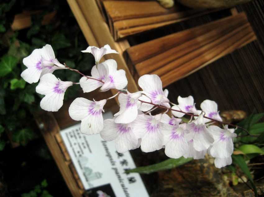 Ionopsis paniculata 擬紫羅蘭