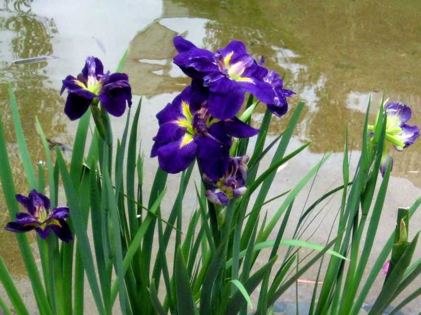 Iris kaempferi 花菖蒲