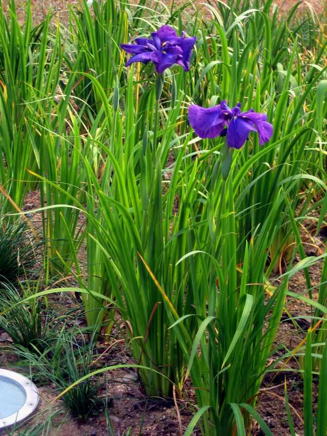 Iris laevigata 燕子花