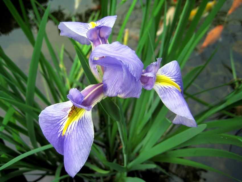 Iris sibirica 西伯利亞鳶尾