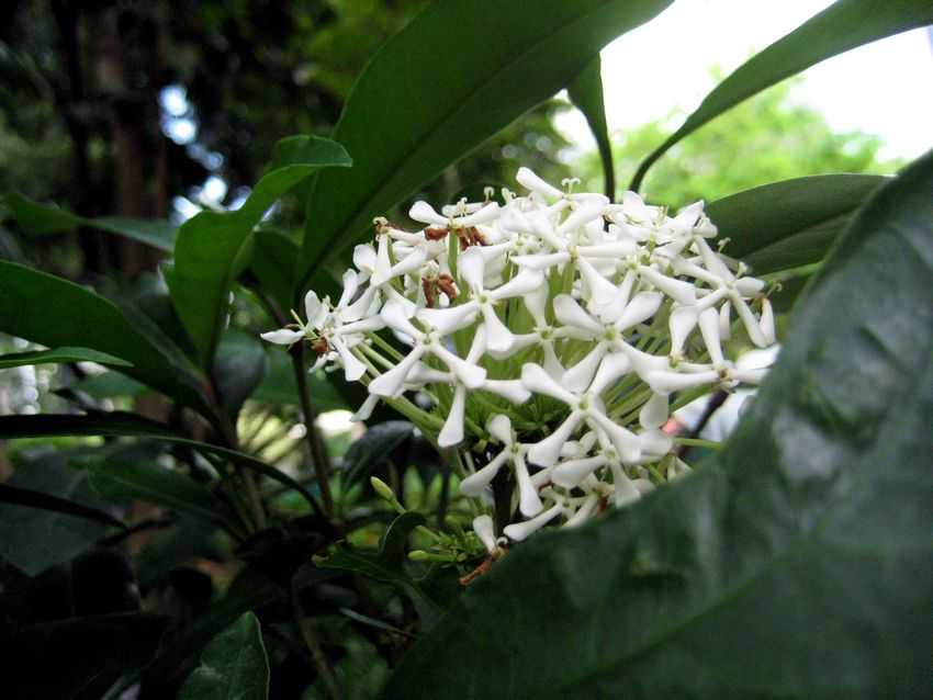 Ixora parviflora 白仙丹