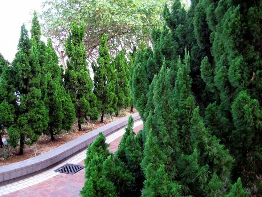 Juniperus chinensis 檜