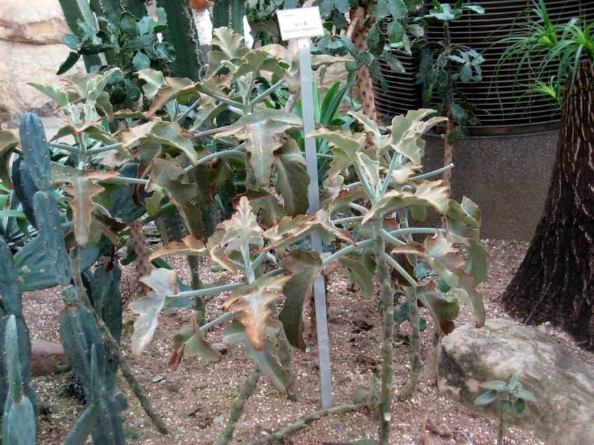 Kalanchoe beharensis 仙人扇