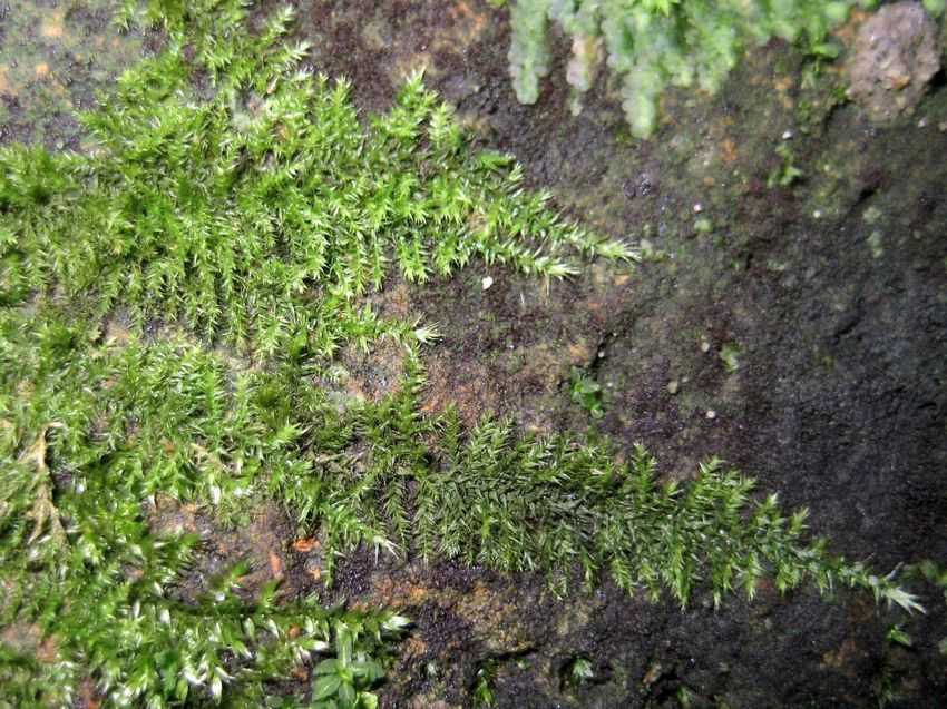 Kindbergia praelonga 卵葉王蘚