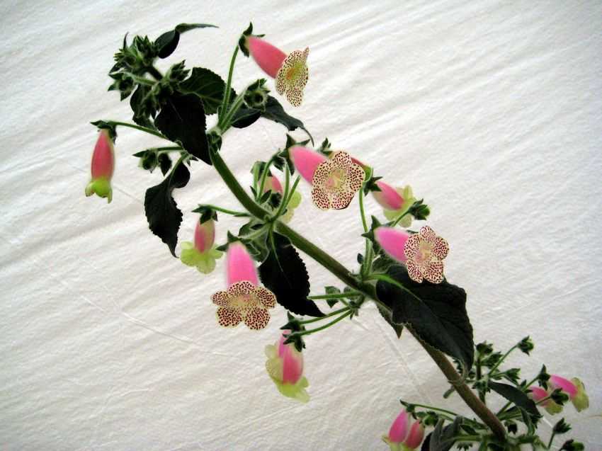 Kohleria sp. 花臉苣苔