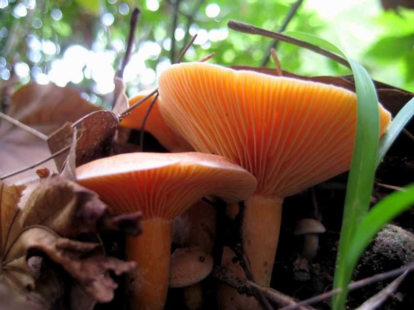 Lactarius akahatsu 橙色乳菇