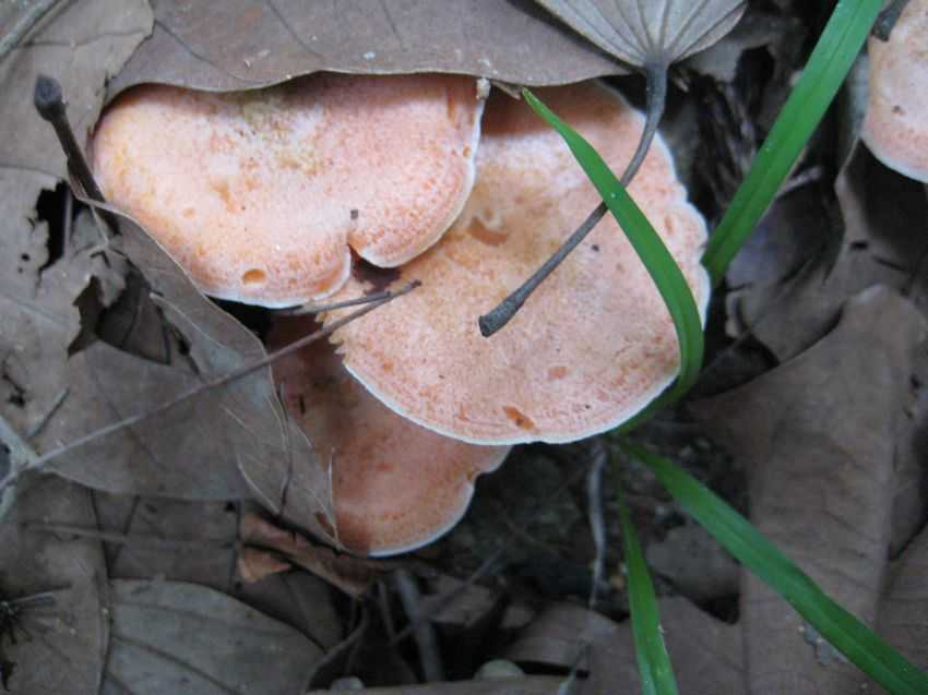 Lactarius akahatsu 橙色乳菇