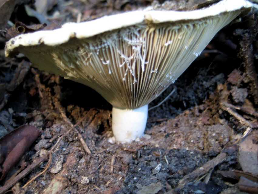 Lactarius vellereus 絨白乳菇