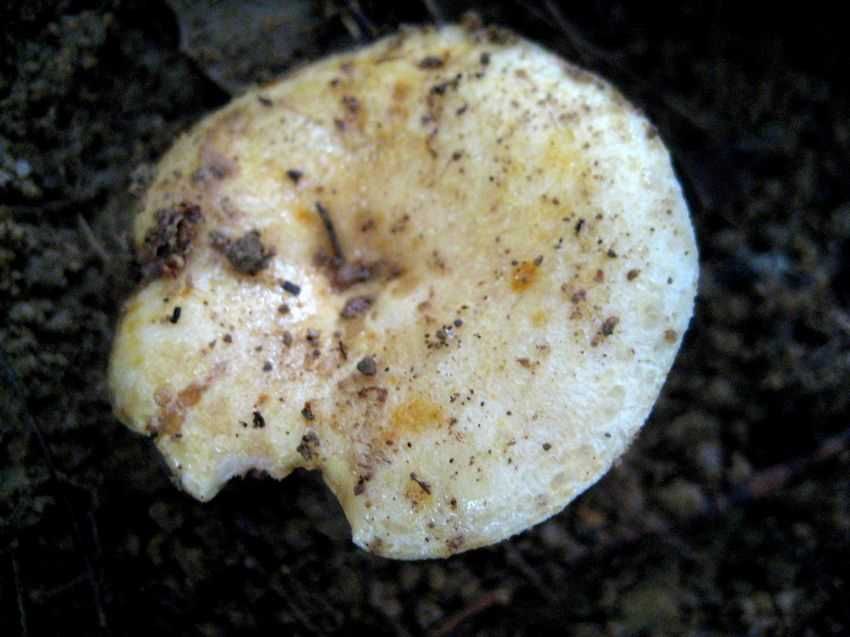 Lactarius sp. 黃斑乳菇