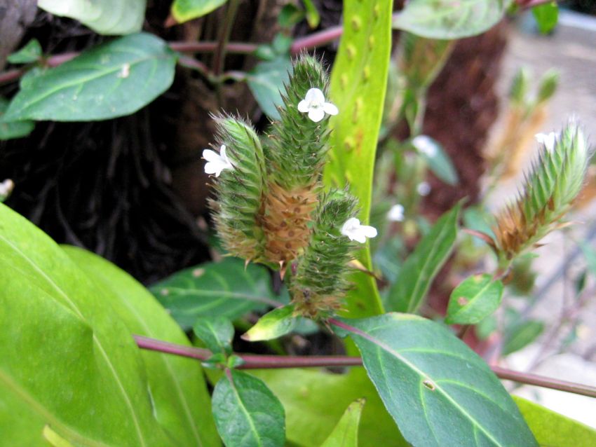 Lepidagathis formosensis 台灣鱗球花