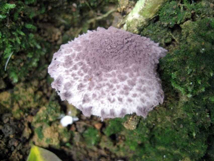Lepiota sp. 紫絨環柄菇
