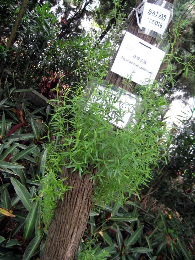 Leptospermum petersonii 檸檬茶樹
