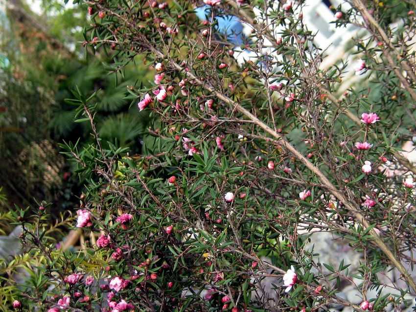 Leptospermum scoparium 新西蘭茶樹
