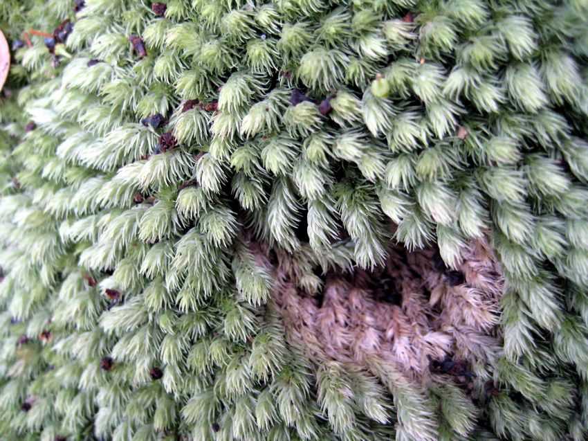 Leucobryum javense 爪哇白髮蘚