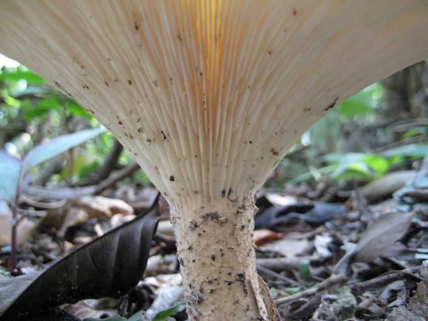 Leucopaxillus candidus 白樁菇