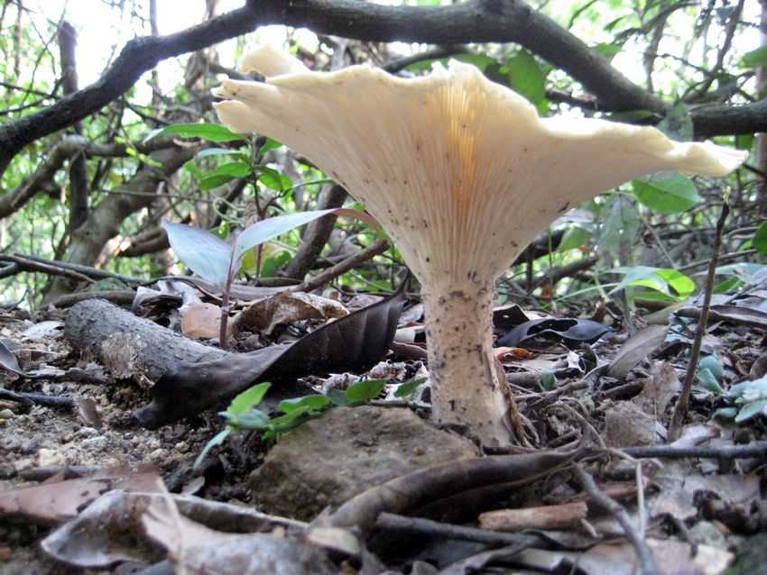 Leucopaxillus candidus 白樁菇